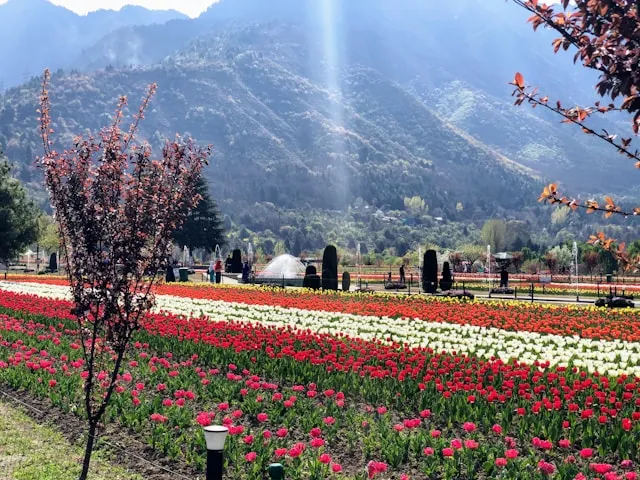 Complete Guide to Kashmir: Explore Every Corner of Paradise on Earth