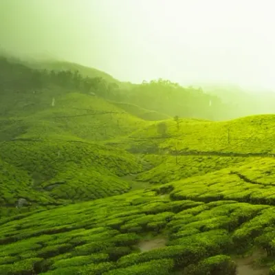 Tea Gardens, Munnar, Kerala, India
