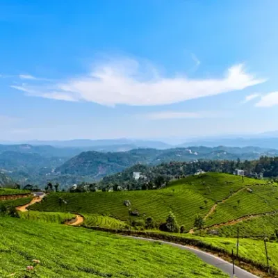 Tea Gardens, Munnar, Kerala, India