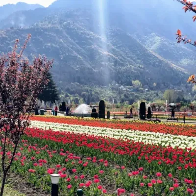 Indira Gandhi Memorial Tulip Garden, Jammu and Kashmir, Cheshma Shahi Road, Rainawari