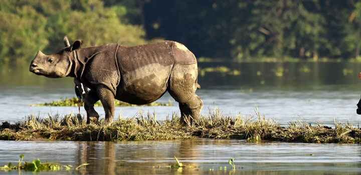 Assam wildlife Tour Package